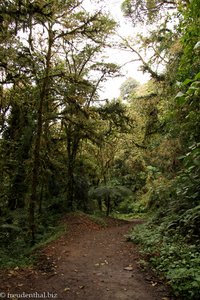 Wanderweg im Nationalpark Monteverde