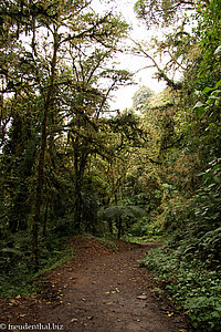 Wanderweg im Nationalpark Monteverde