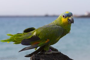 Armer Papagei, immer im Trubel der Avenida Maritím bei Playa Blanca