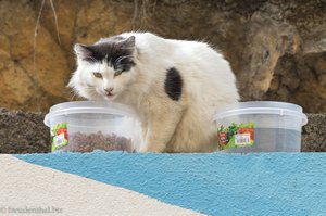 Katze an einer Futterstation von Santa Cruz