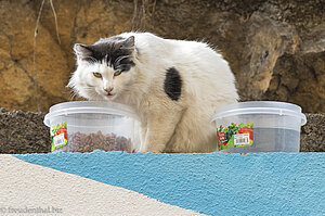 Katze an einer Futterstation von Santa Cruz