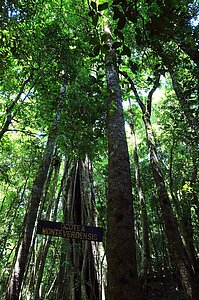 Ocotea Monteverdensis – ein endemischer Avocadobaum
