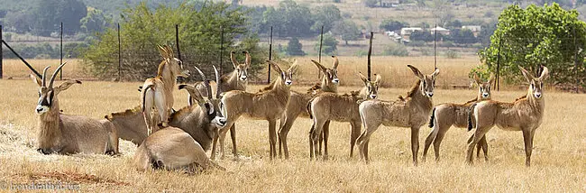 eine Herde Roan Antilopen, auch Pferdeantilope, im Mlilwane Wildlife Sanctuary