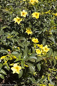 Blüten auf dem Bolaven-Plateau