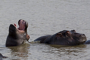 Flusspferde bei der Bootsafari Hippos and Crocodiles in St. Lucia