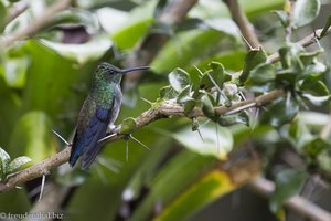 Ein Kolibri im Quindío Botanical Garden von Kolumbien.