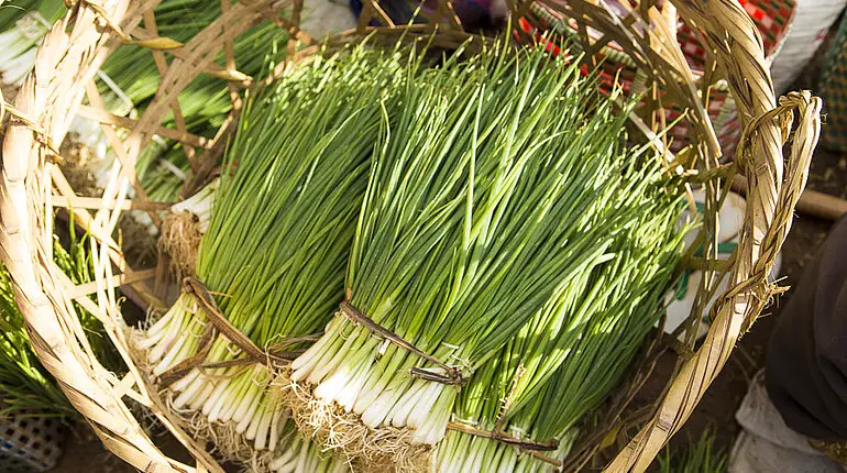 Frühlingszwiebeln beim Fünf-Tage-Markt am Inle-See