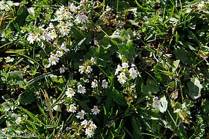 Gemeiner Augentrost (Euphrasia rostkoviana)