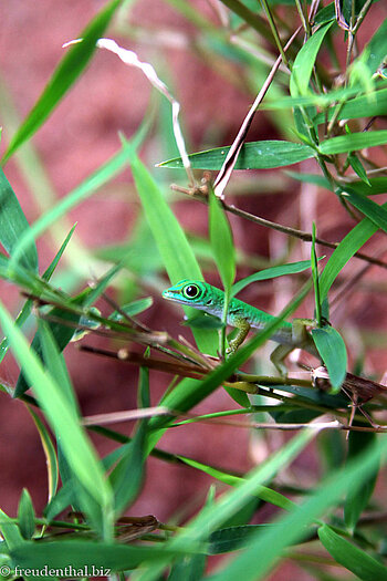 Suchbild Gecko