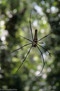 Spinne direkt beim Eingang in den Gewürzgarten