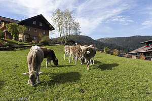 Idylle bei Riezlern