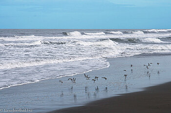 Strandläufer