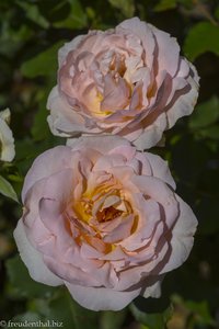 Duftende Rosen im Garten von Schloss Trauttmansdorff