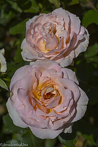 Duftende Rosen im Garten von Schloss Trauttmansdorff