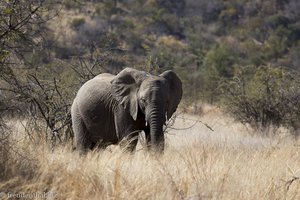 Elefant im Nationalpark Pilanesberg