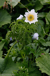 Alpen-Küchenschelle, Alpen-Anemone (Pulsatilla alpina)