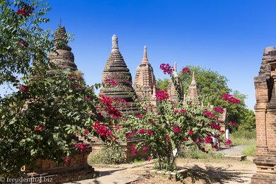 in den Tempelfeldern von Bagan