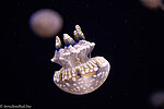 Quallen im Monterey Bay Aquarium