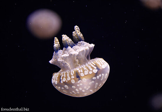 Quallen im Monterey Bay Aquarium