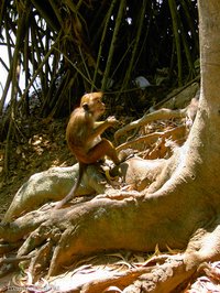 Affen auf Nahrungssuche am Kandy-Lake