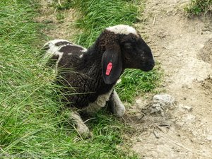 Armes Schaf, welches von Braunbär Bruno verletzt wurde.