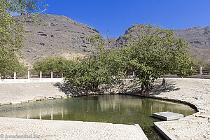 ein Wasserpool mit Banyan-Feigenbaum im Oman