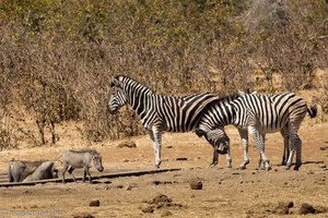 Zebras und Warzenschweine beim Lamart-Loop