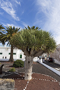 Drachenbaum an der Plaza Santo Domingo