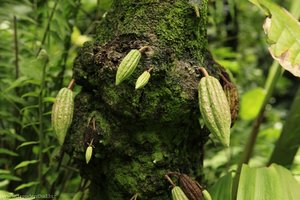 junge Kakao-Früchte