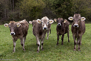 Allgäuer Braunvieh