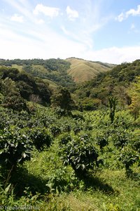 Kaffeeplantage auf dem Weg nach Santa Elena