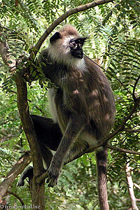 Langur bei der Königsstadt Polonnaruwa