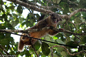 Olingo (Bassaryicyon gabbii)