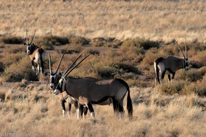 Oryx Antilopen in der Kalahari Halbwüste