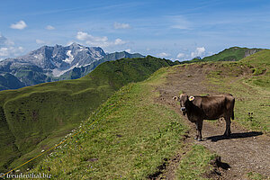 Braunvieh auf der Hochalp