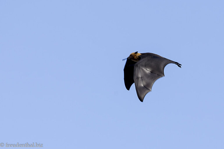 fliegender Flughund