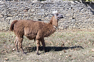 Lama beim Châteaus Lagarde