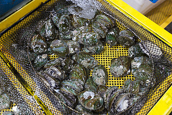 Muscheln beim Jungang Fischmarkt in Tongyeong