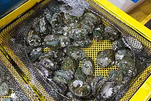 Muscheln beim Jungang Fischmarkt in Tongyeong