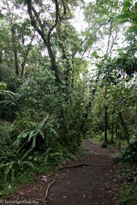 Regenwald am Fuße des Arenals