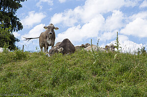 Allgäuer Braunvieh