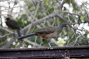 Cocrico, der Wappenvogel von Tobago