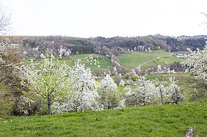 Frühling im Eichholz