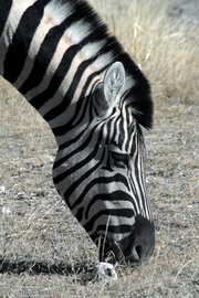 Zebras unterscheiden sich durch ihre Streifen