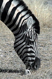 Zebra im Etosha Nationalpark