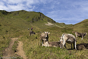 Kühe beim Hochstarzel im Kleinwalsertal