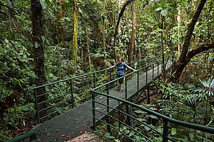 Umweg durch den Urwald auf der Halbinsel des Arenal-Sees.