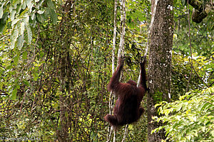 frei lebender Orang Utan am Kinabatangan River