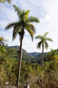 Palmen am Sendero Caburni