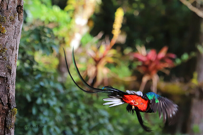 Quetzal verlässt seine Bruthöhle